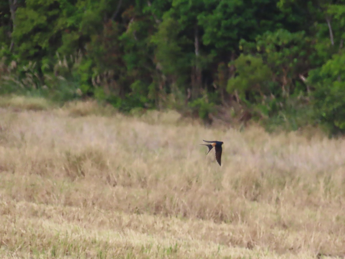 Eastern Red-rumped Swallow (Striated) - ML627548122