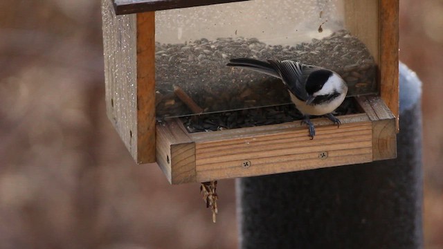 Black-capped Chickadee - ML627548151