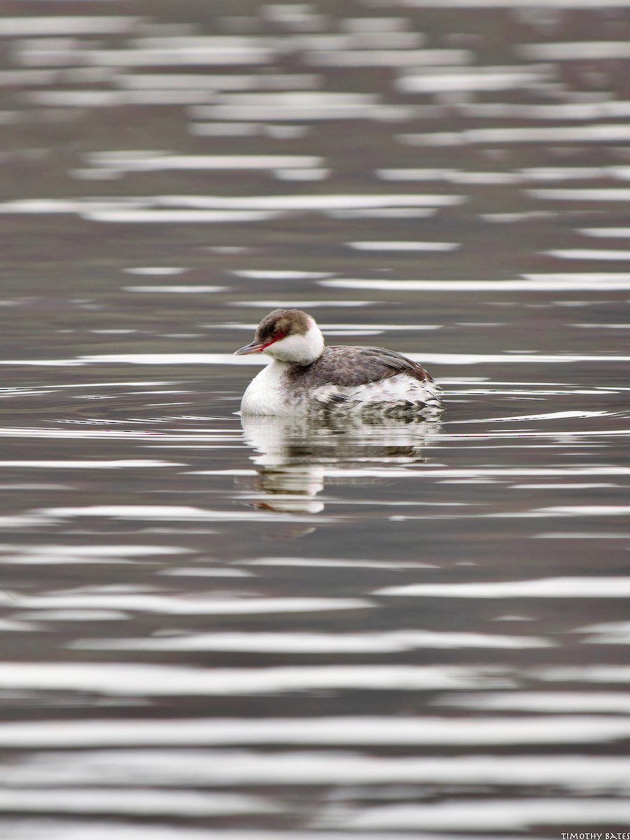 Grèbe esclavon - ML627548312