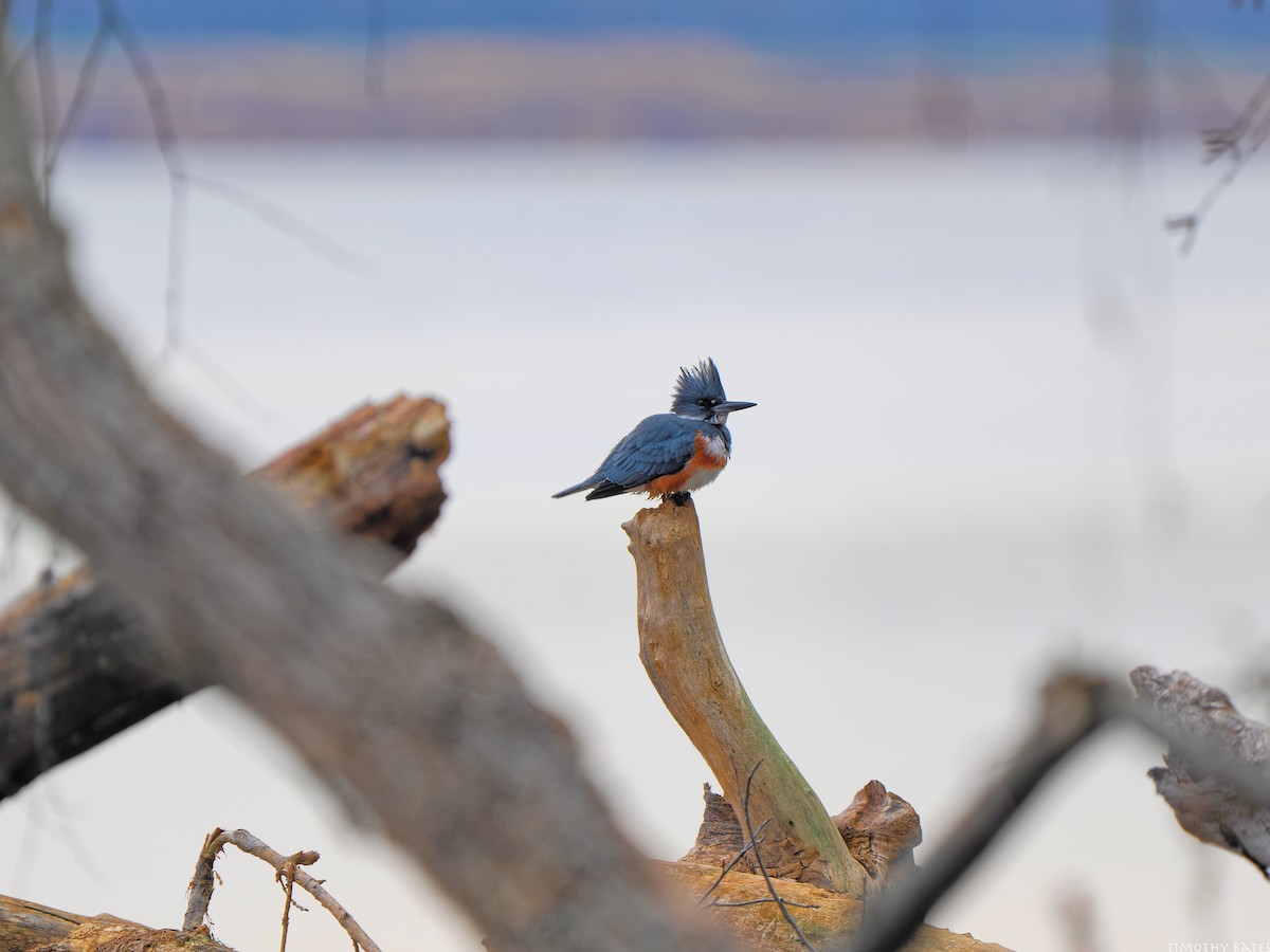 Martin-pêcheur d'Amérique - ML627548435