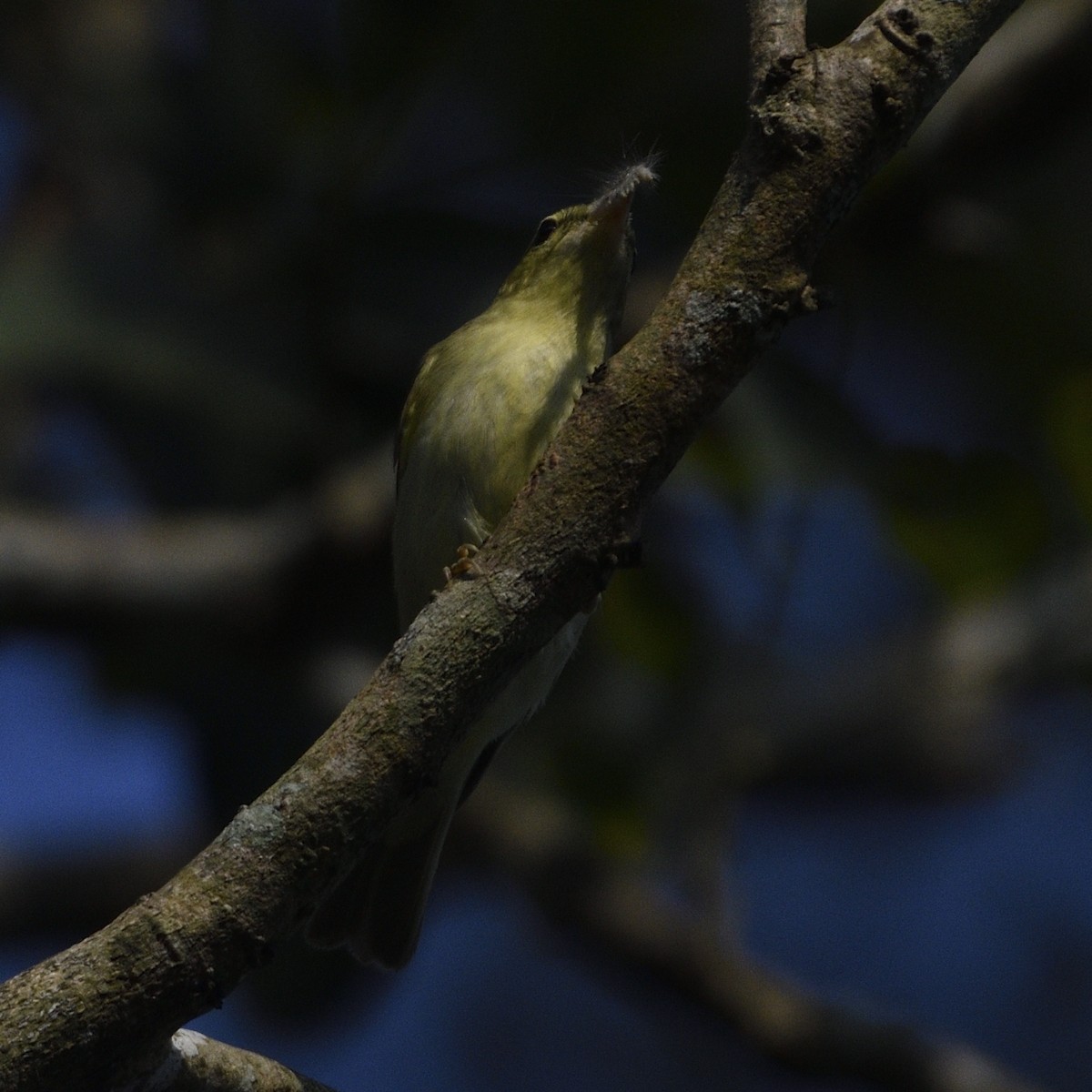 Green Warbler - ML627548469