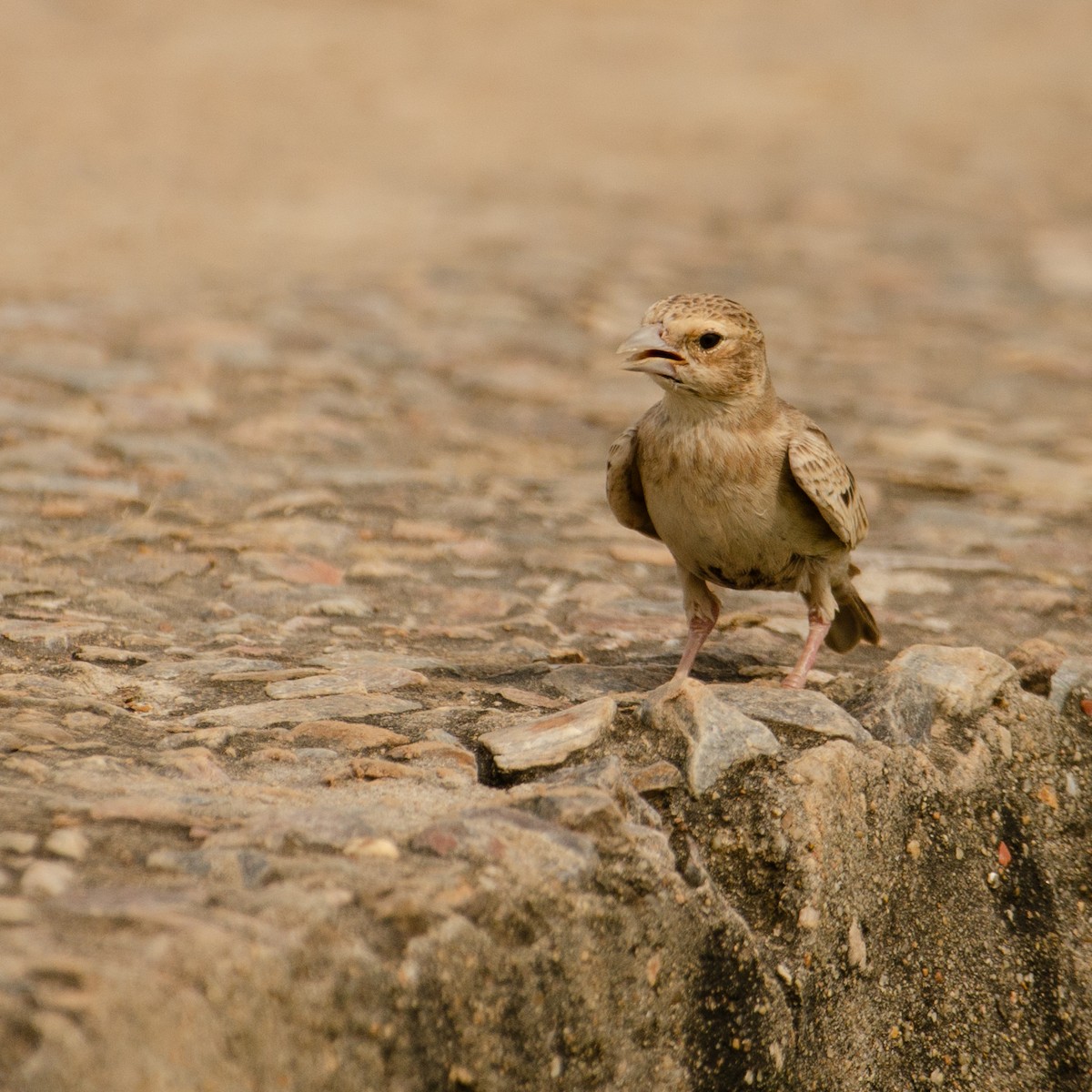 Singing Bushlark - ML627548598