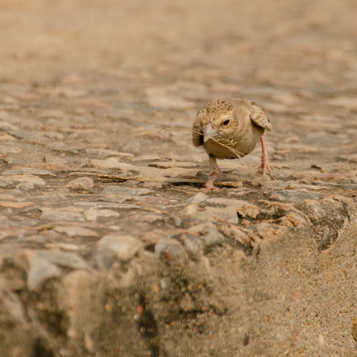 Singing Bushlark - ML627548614