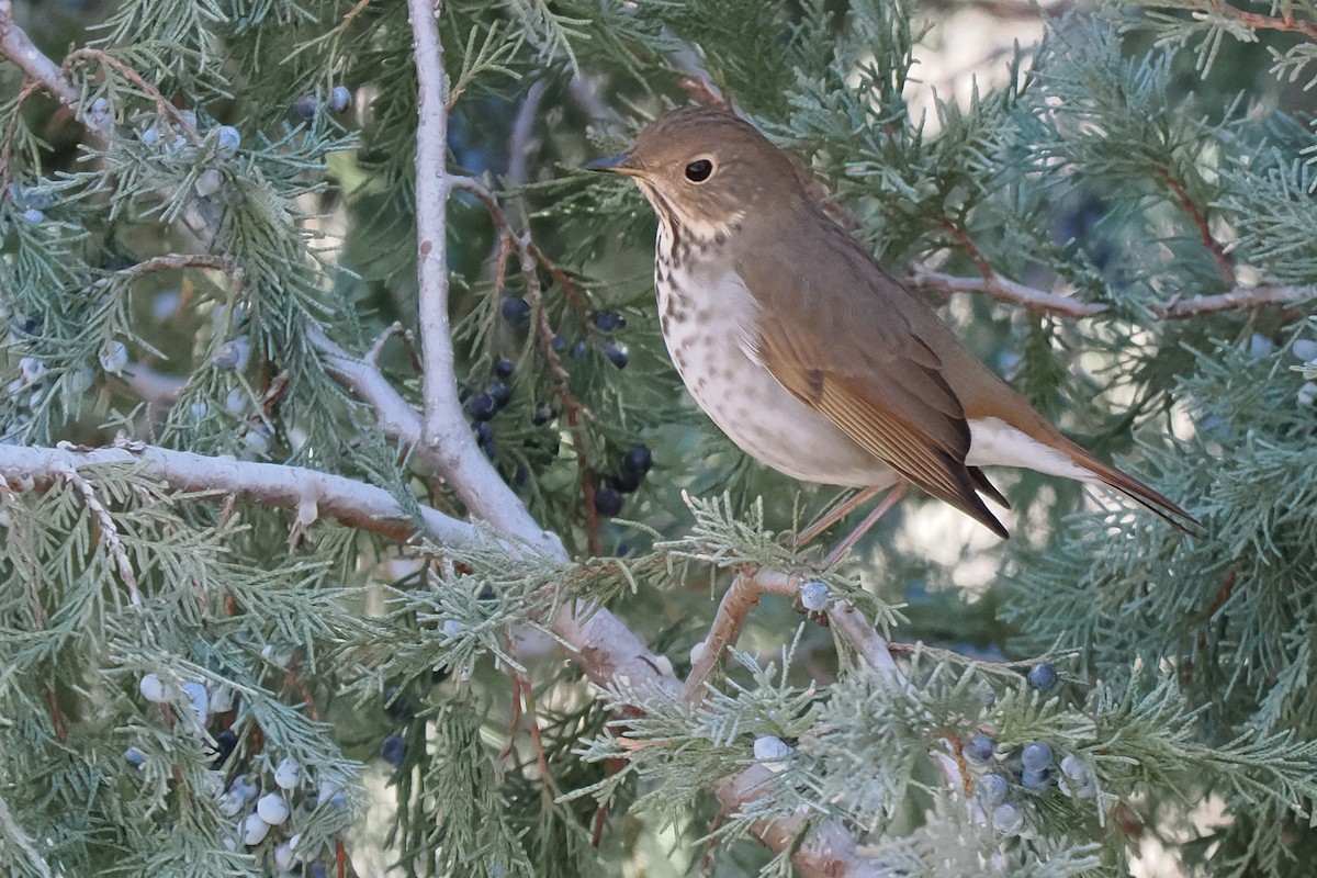 Hermit Thrush - ML627548686