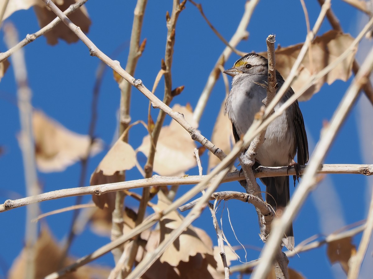 White-throated Sparrow - ML627548697