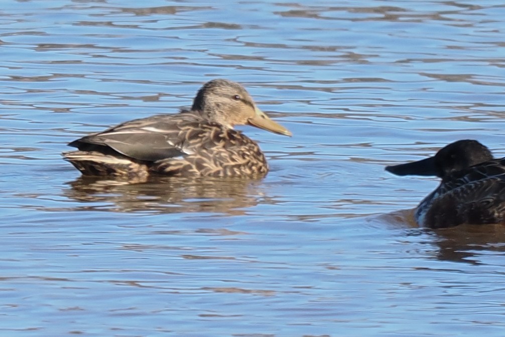 Mexican Duck - ML627548727
