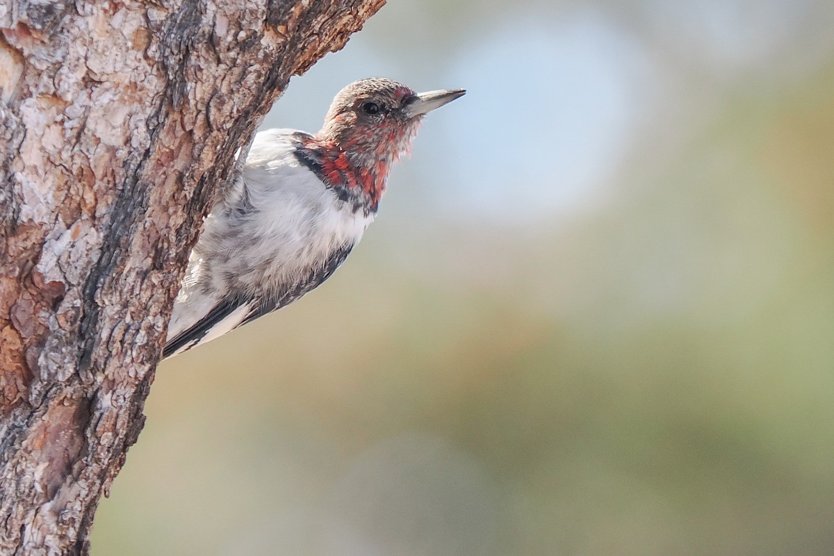 Red-headed Woodpecker - ML627548747