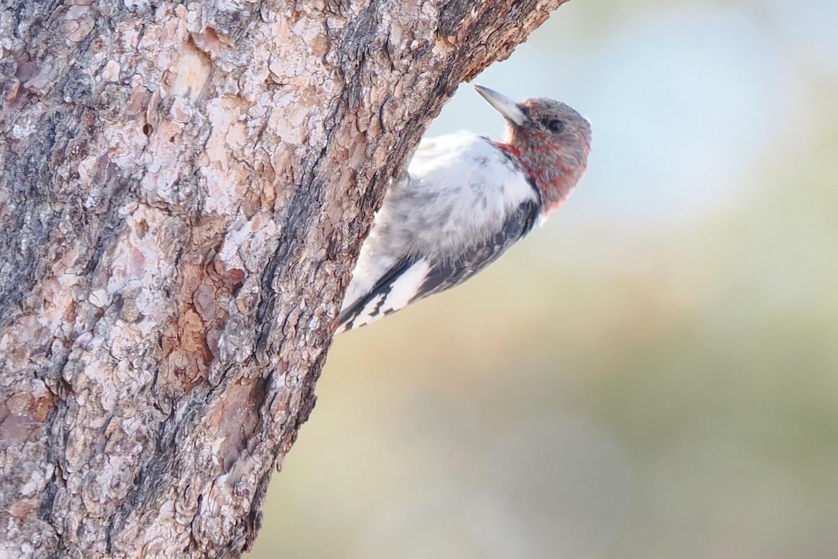 Red-headed Woodpecker - ML627548748