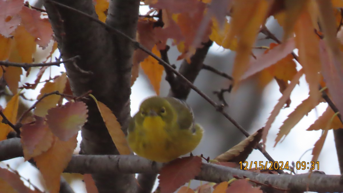 Pine Warbler - ML627548856