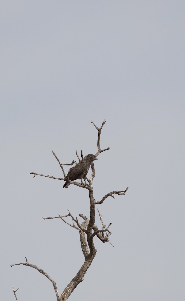 Brown Snake-Eagle - ML627548971