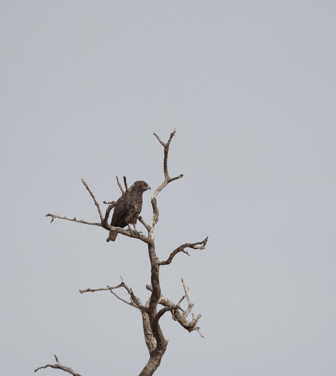 Brown Snake-Eagle - ML627548973