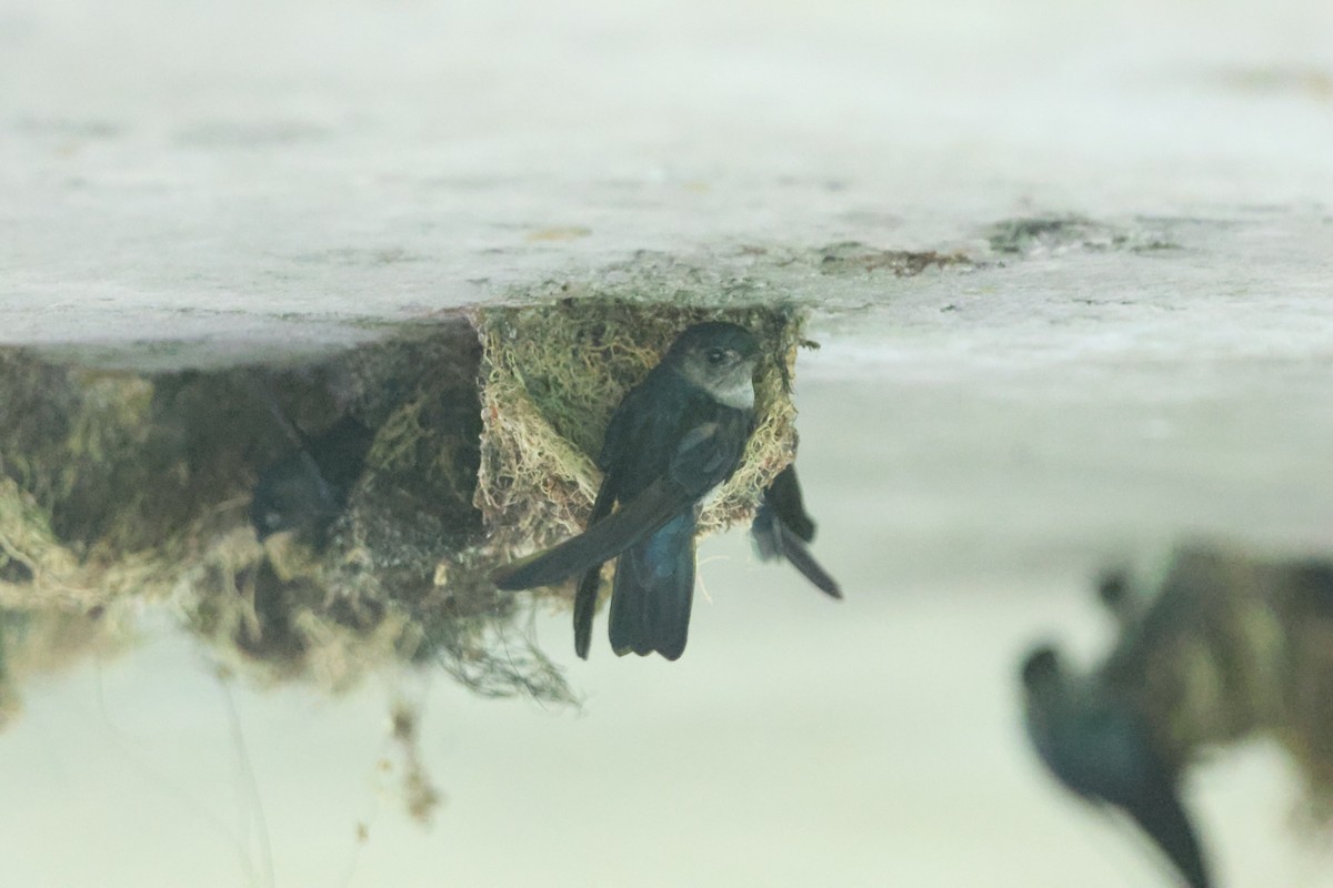 Glossy Swiftlet - ML627549053