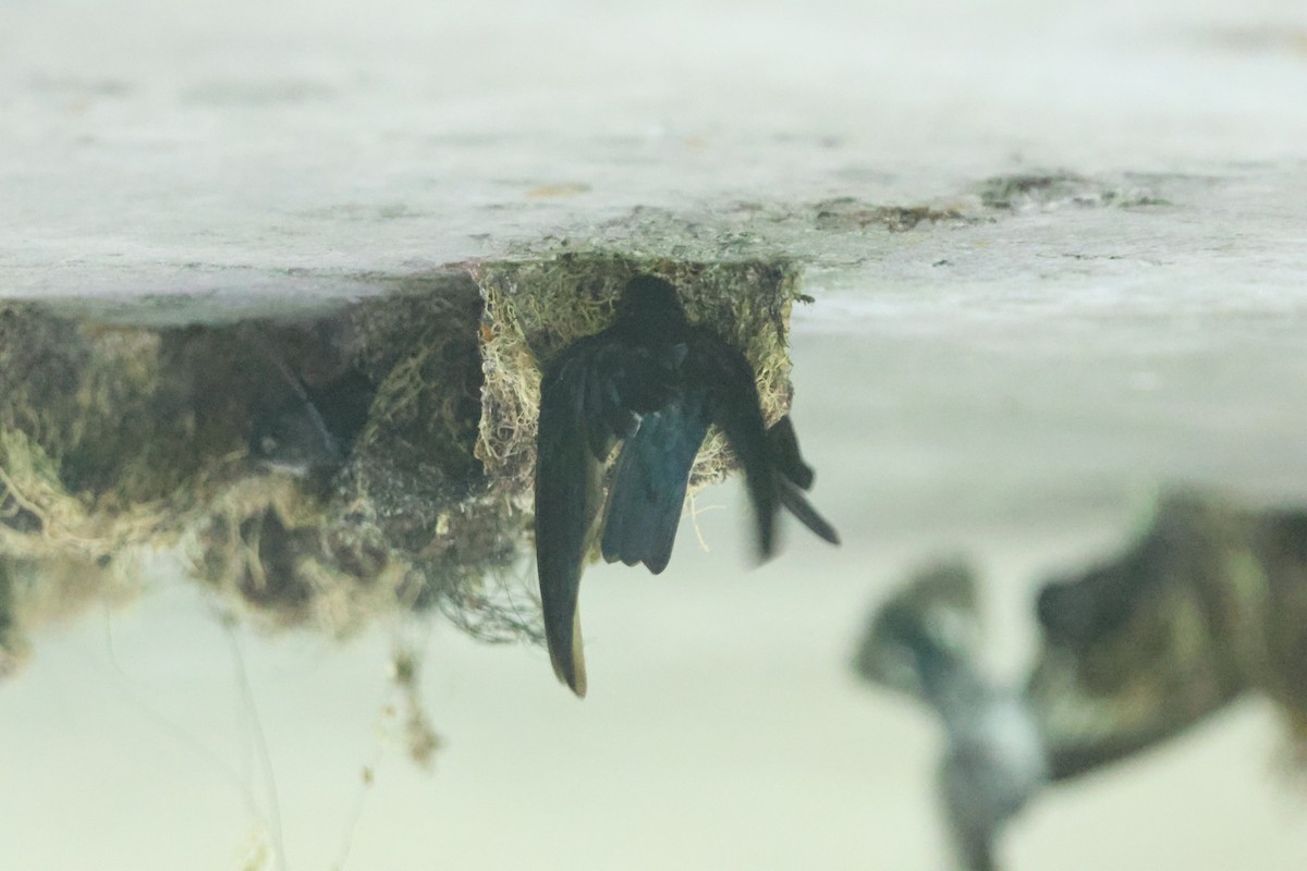 Glossy Swiftlet - ML627549054