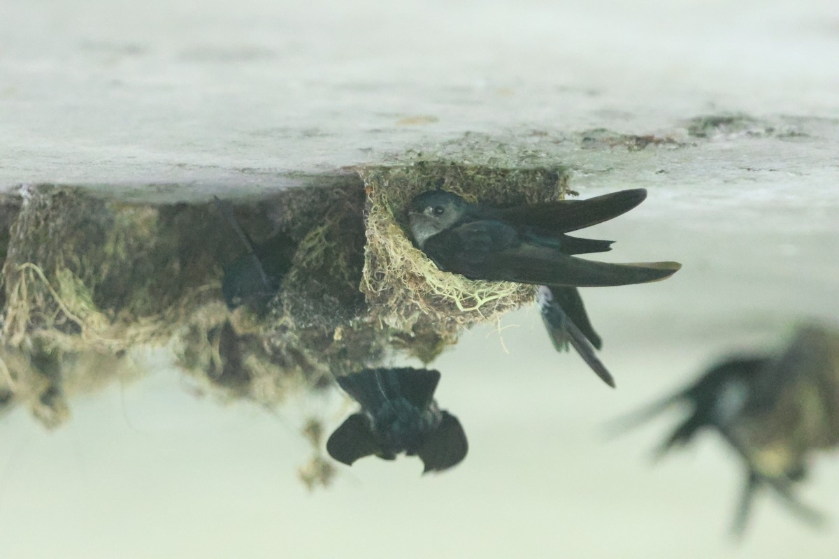 Glossy Swiftlet - ML627549094