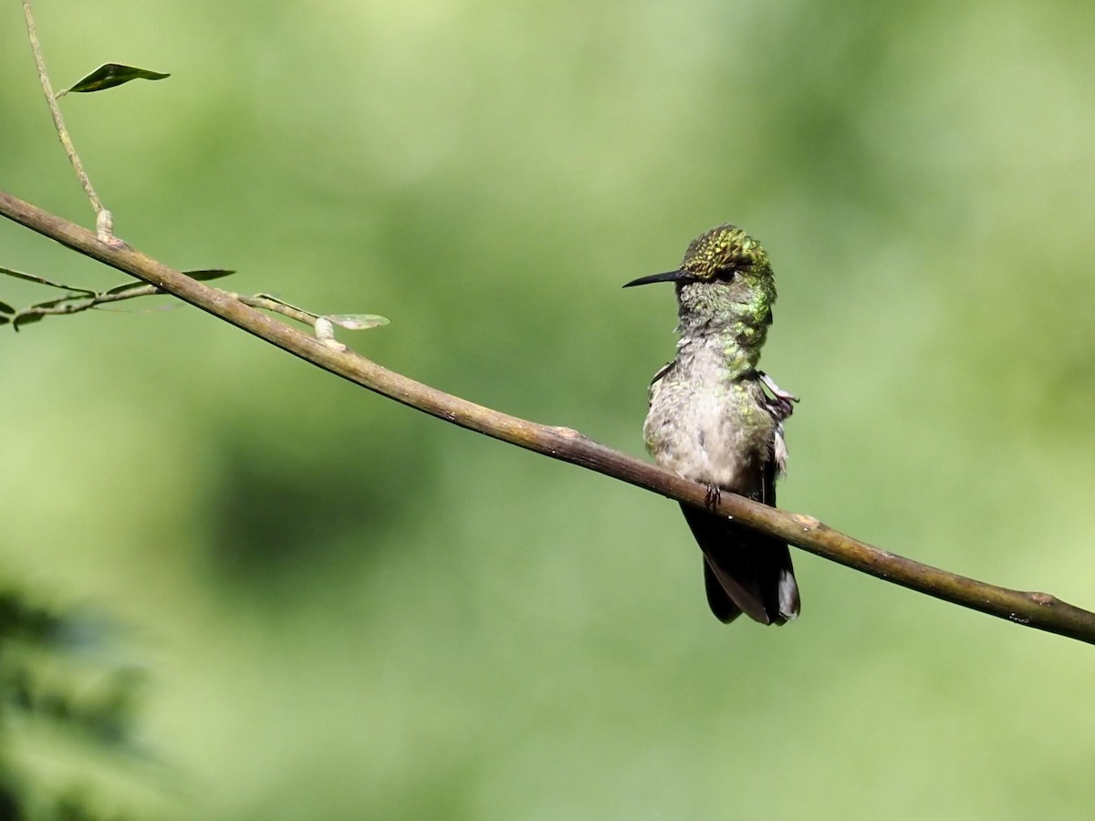 Colibri de Cuvier - ML627549234