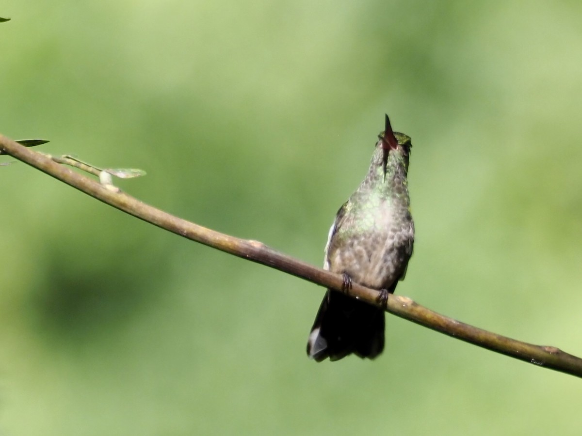 Colibri de Cuvier - ML627549235