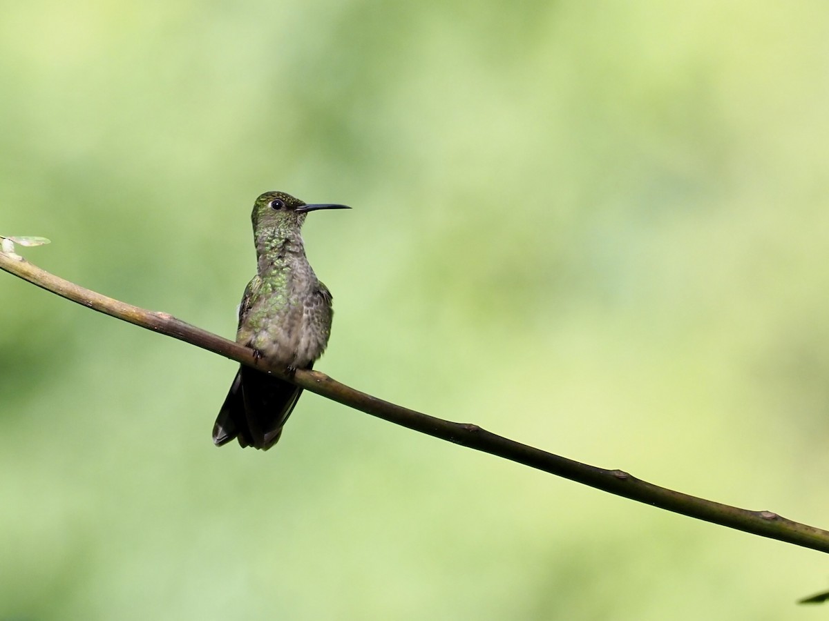 Colibri de Cuvier - ML627549236