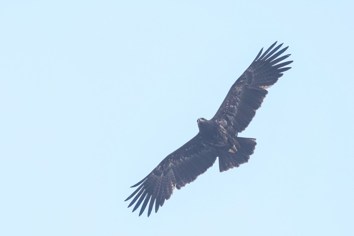 Tawny Eagle - ML627549237