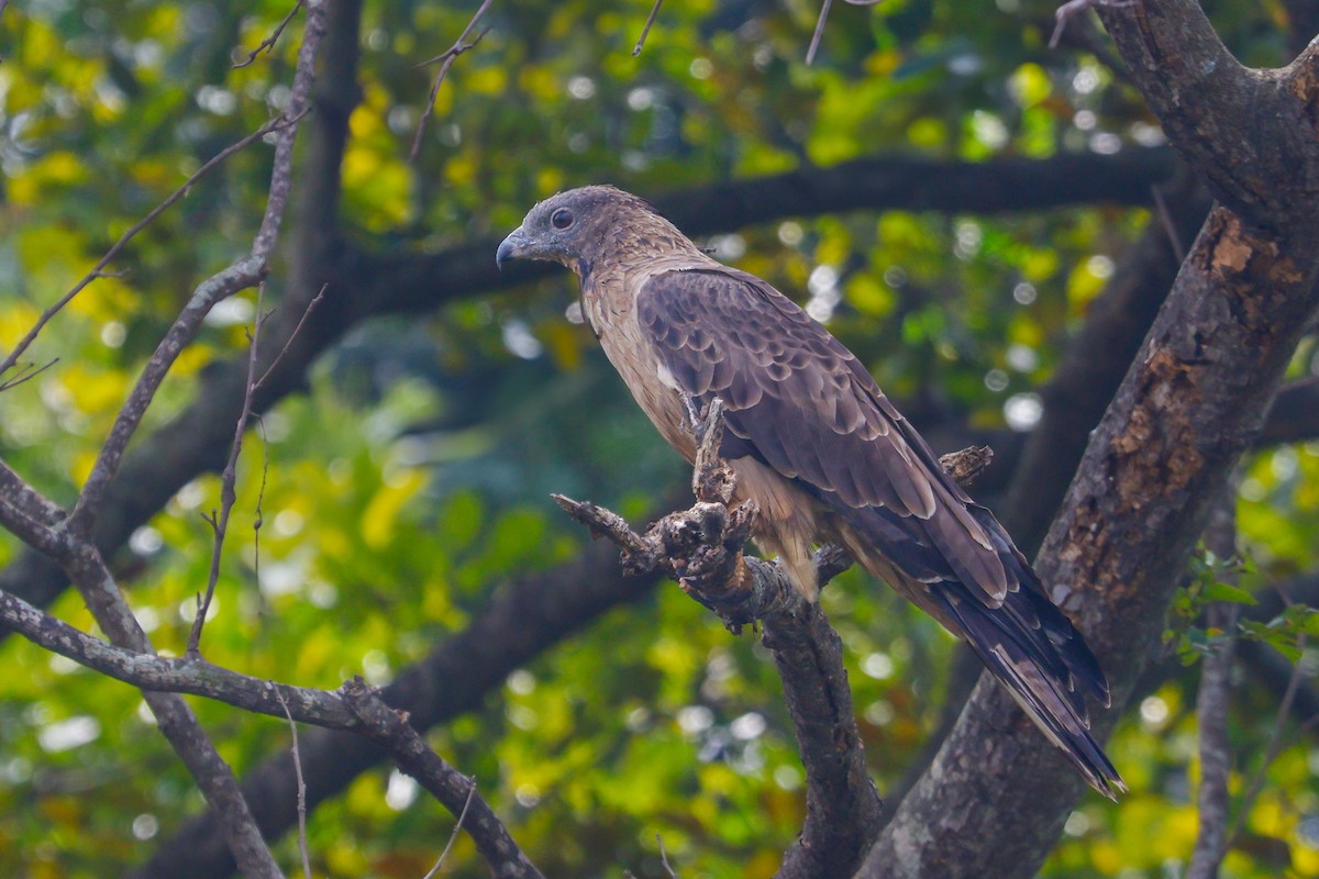 Oriental Honey-buzzard - ML627549350