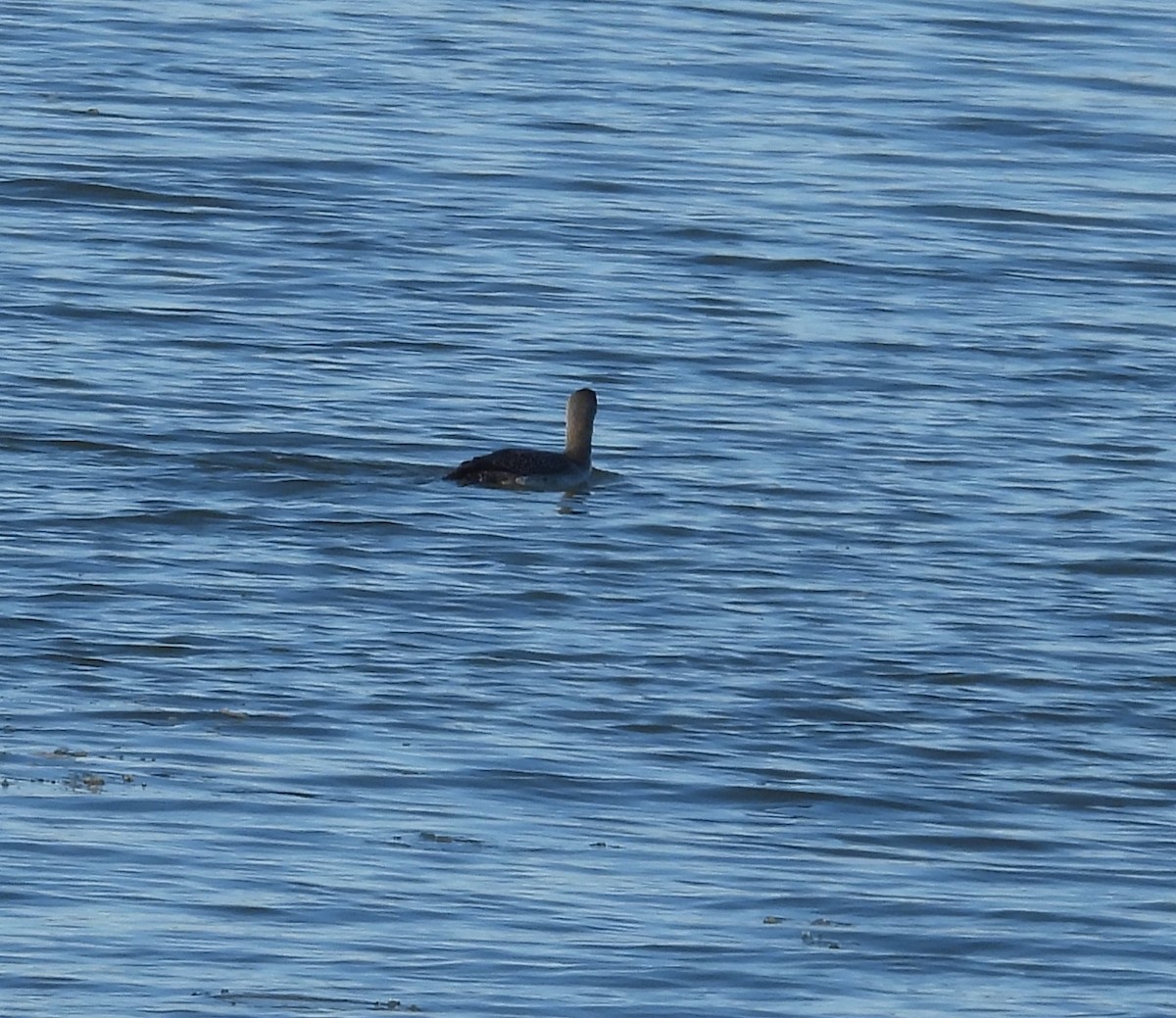 Red-throated Loon - ML627549496