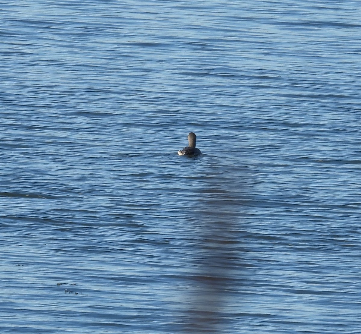 Red-throated Loon - ML627549497