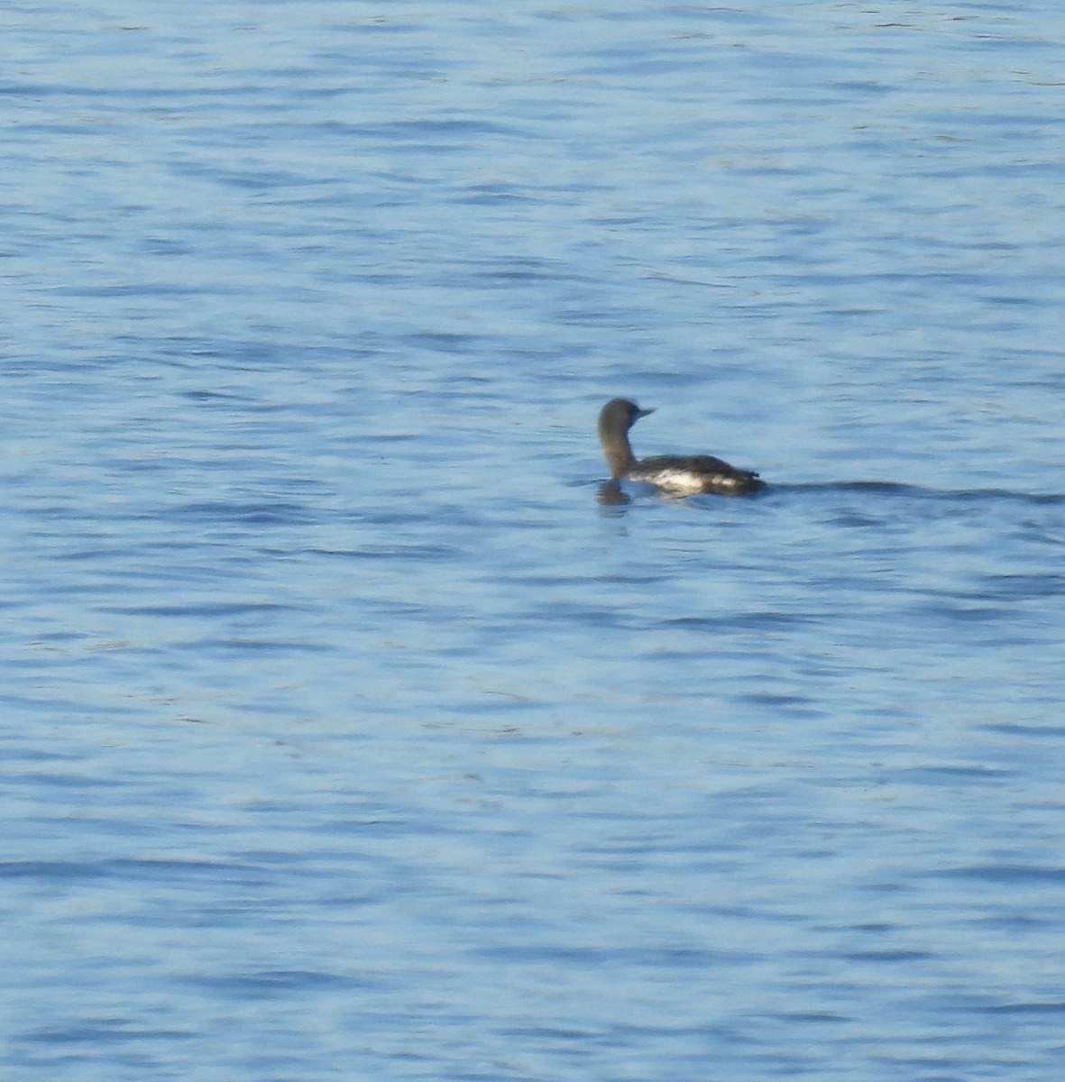 Red-throated Loon - ML627549498