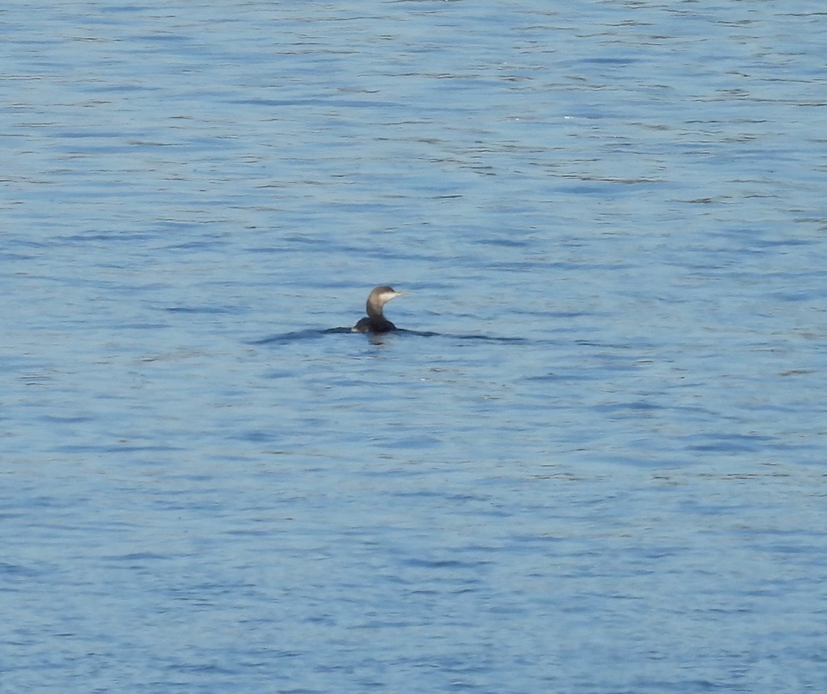 Red-throated Loon - ML627549499