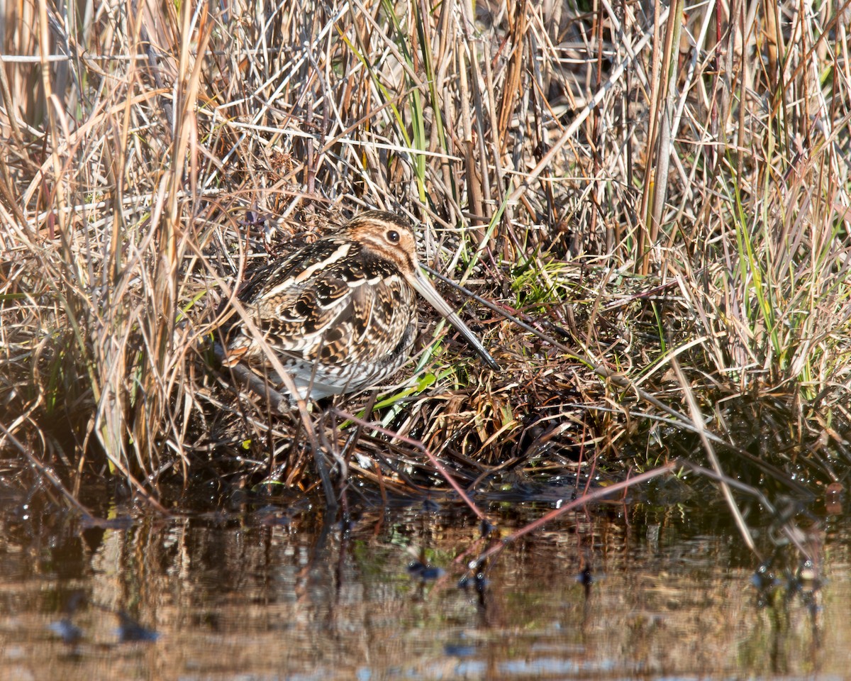 Wilson's Snipe - ML627549541