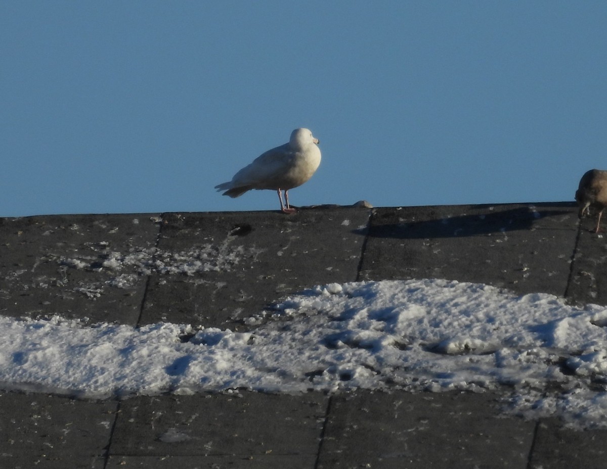 Glaucous Gull - ML627549606