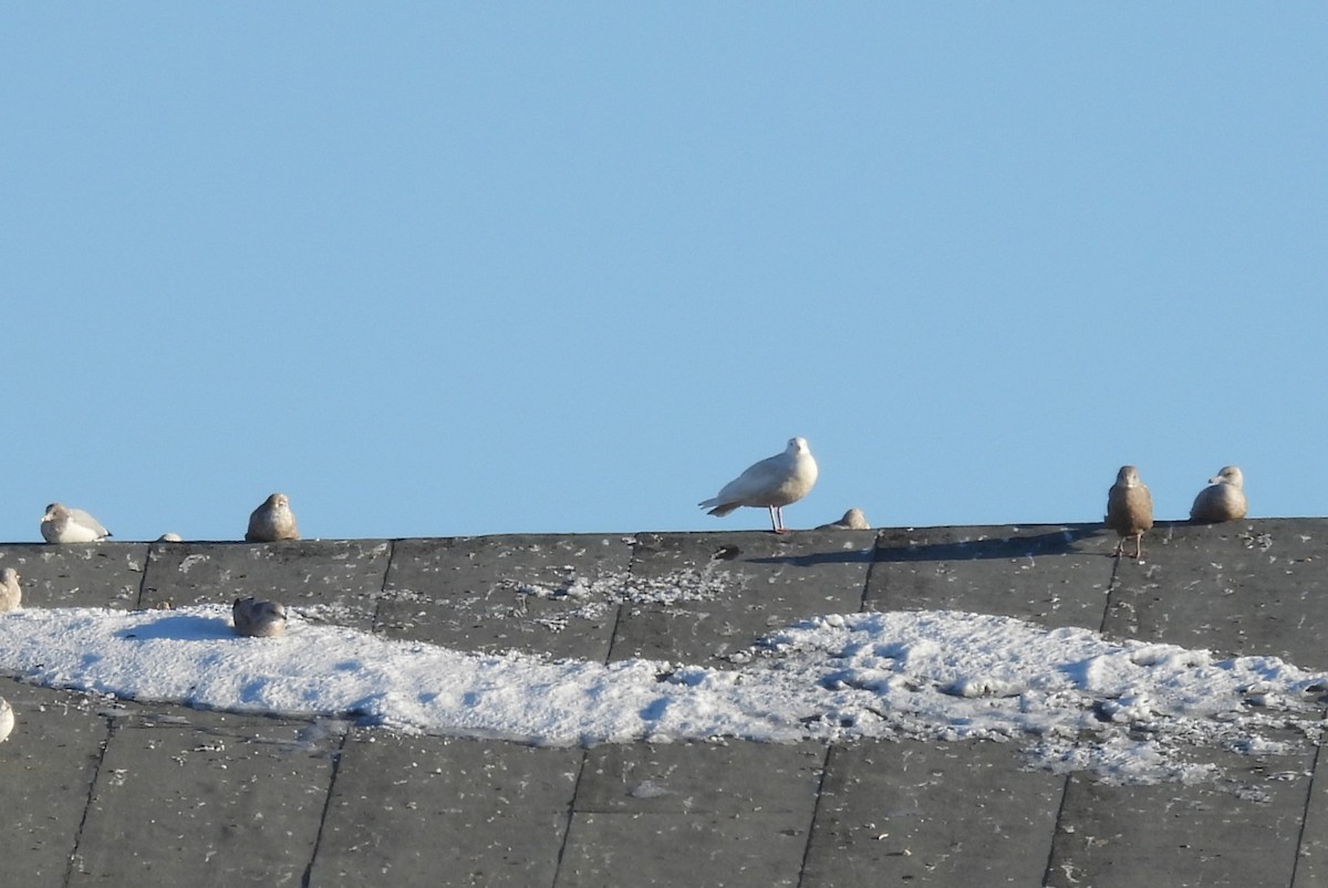 Glaucous Gull - ML627549607