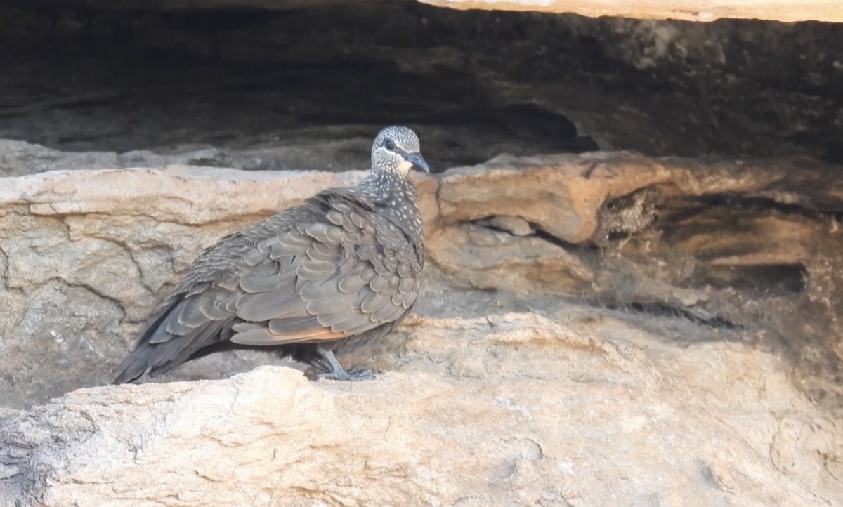 Chestnut-quilled Rock-Pigeon - ML627549699