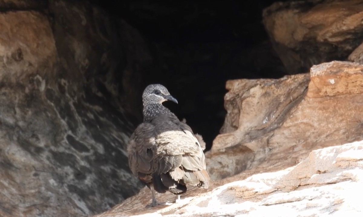 Chestnut-quilled Rock-Pigeon - ML627549700