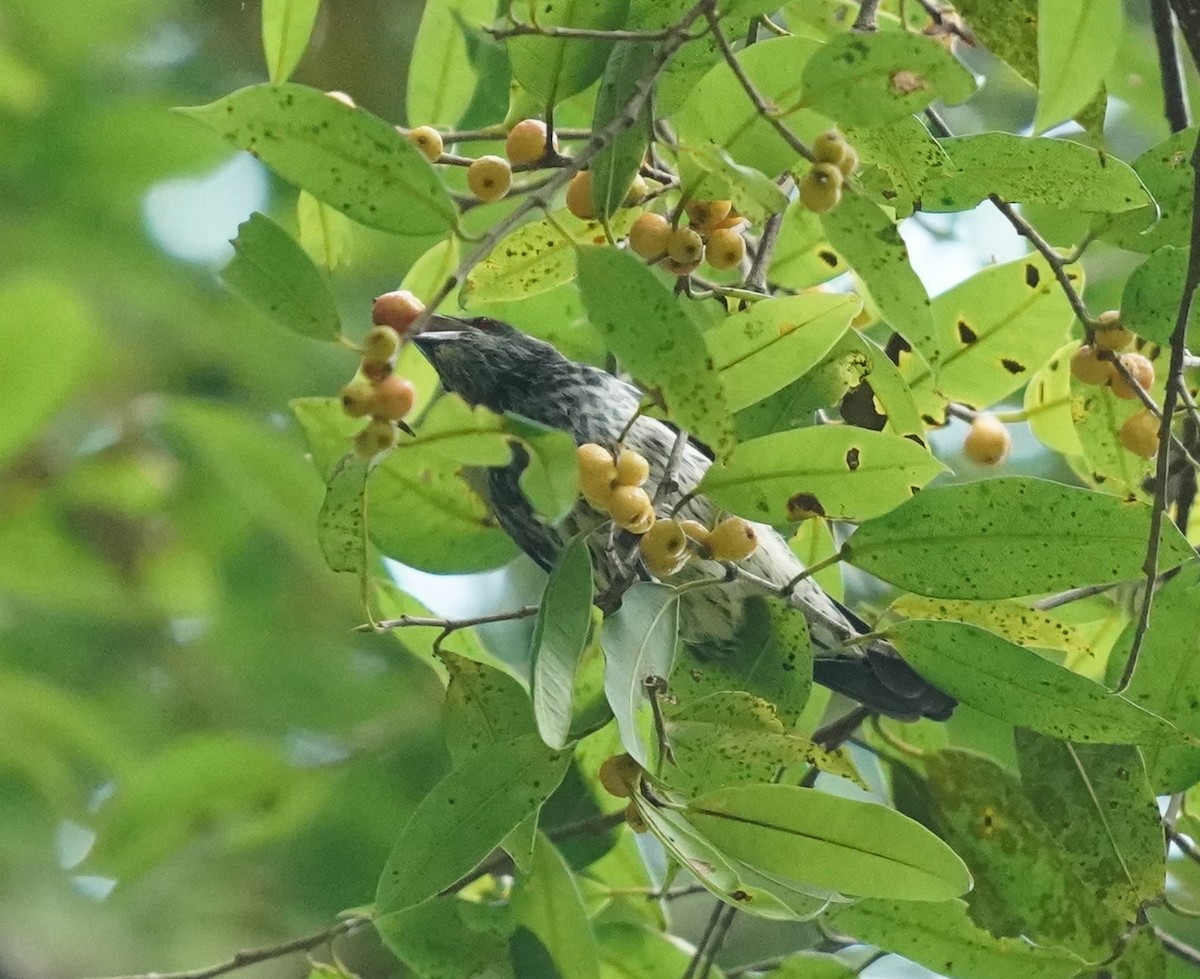 Asian Glossy Starling - ML627549723