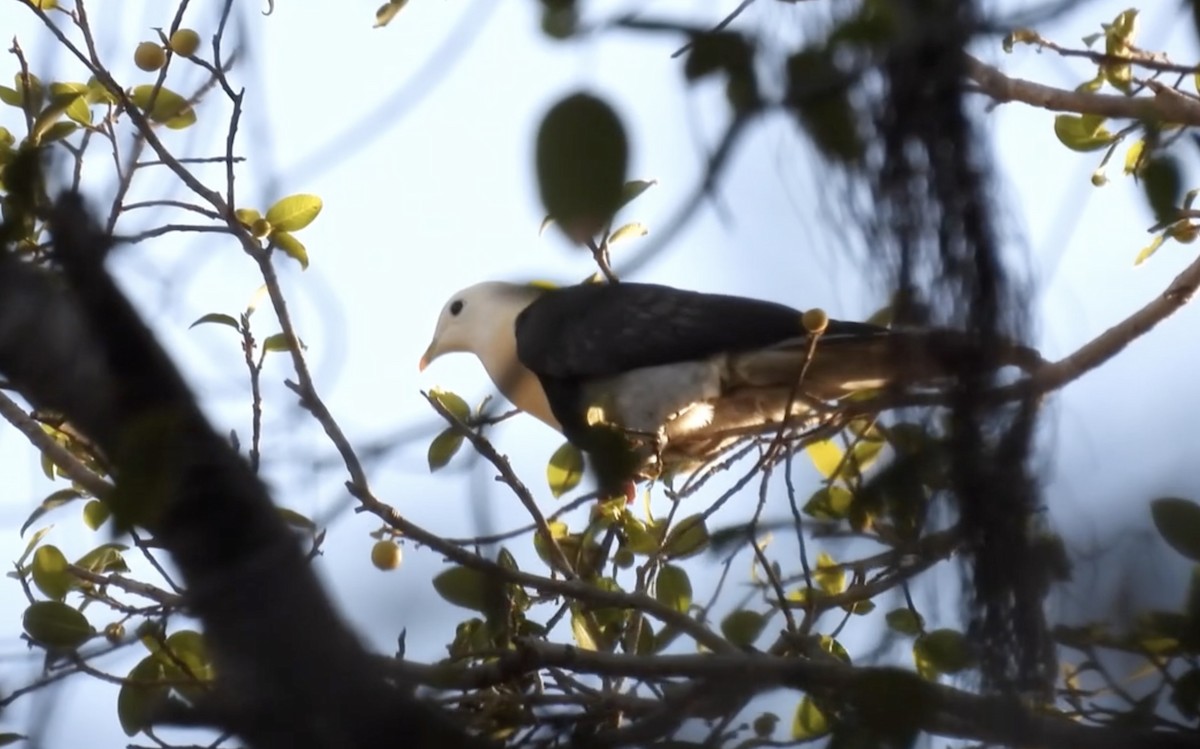 Black-banded Fruit-Dove - ML627549735