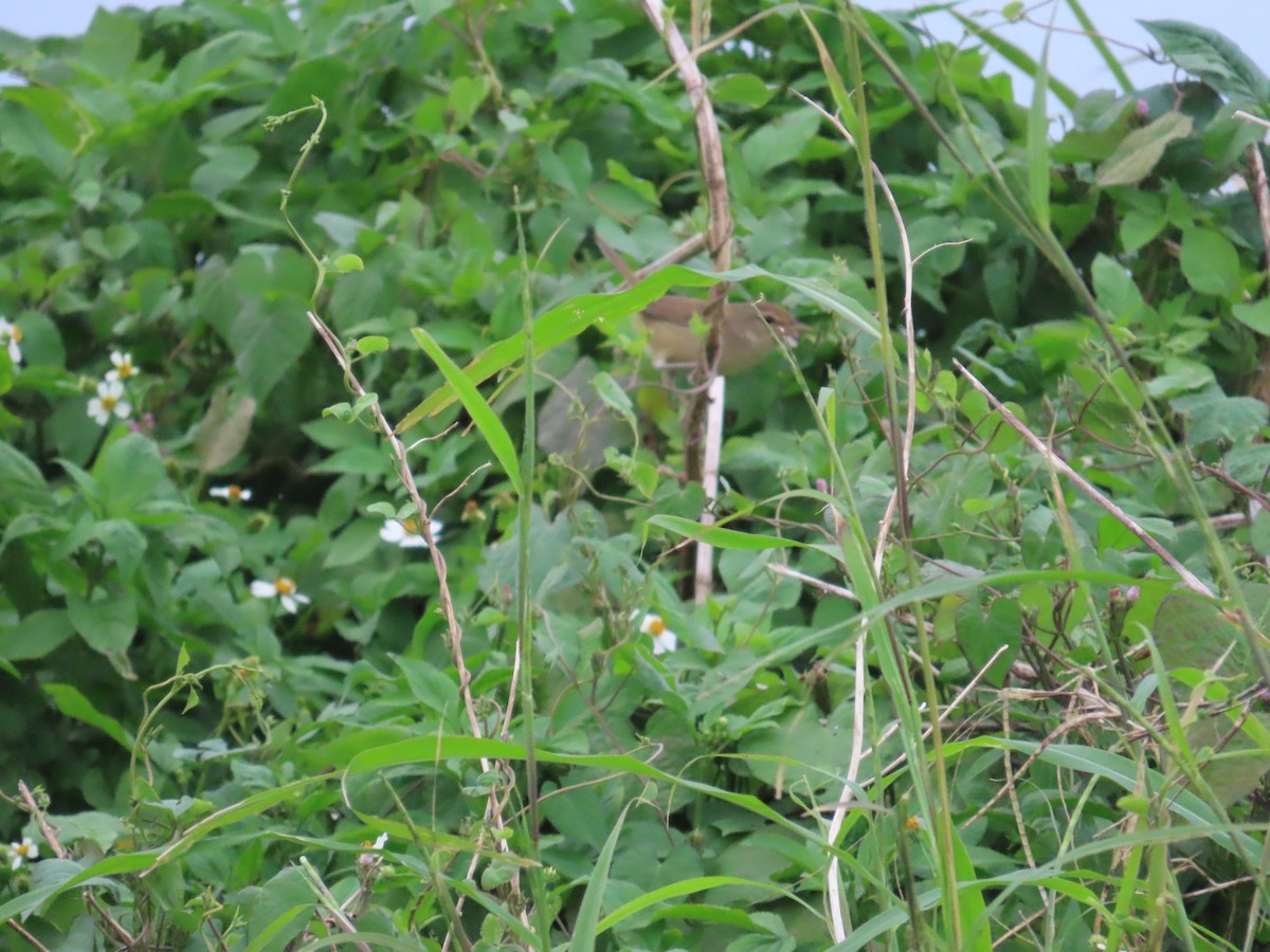 Oriental Reed Warbler - ML627549828