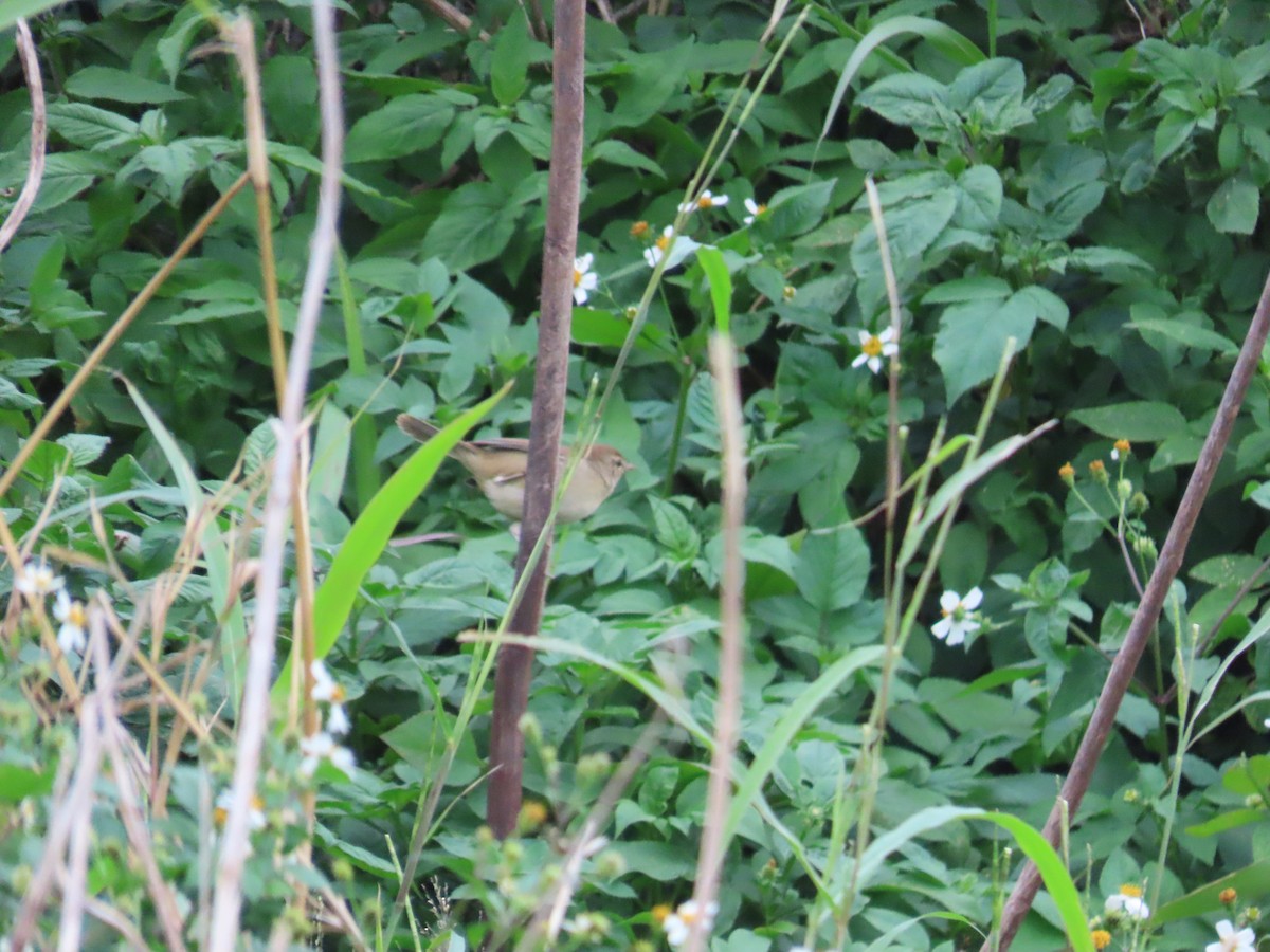 Oriental Reed Warbler - ML627549836