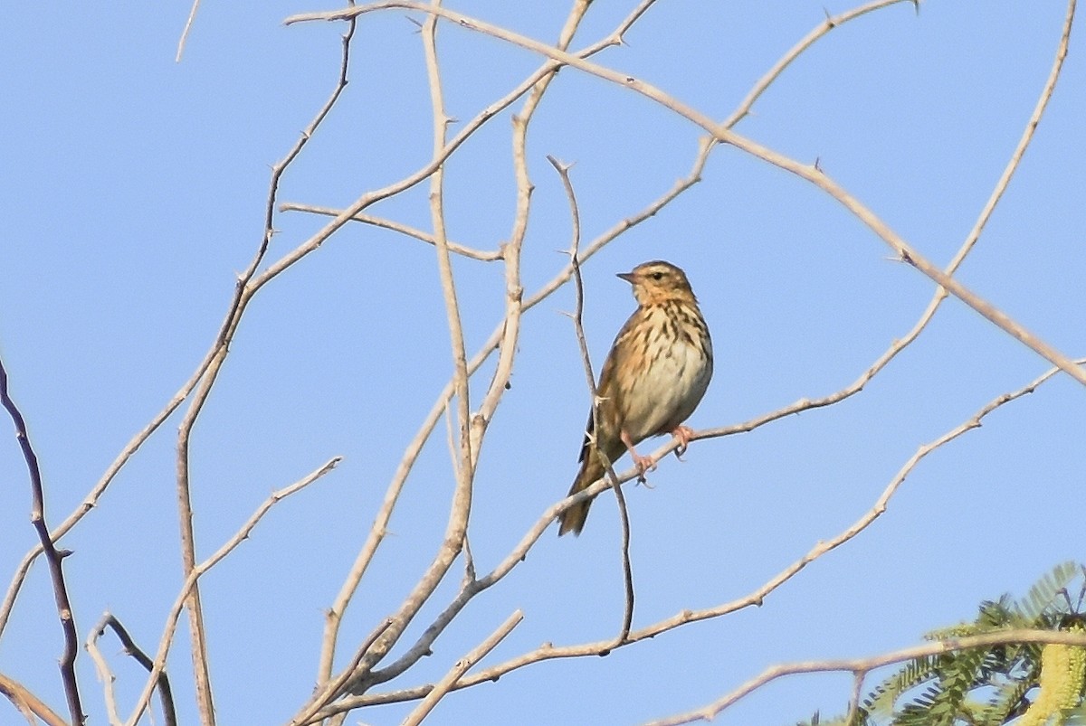 Olive-backed Pipit - ML627549851