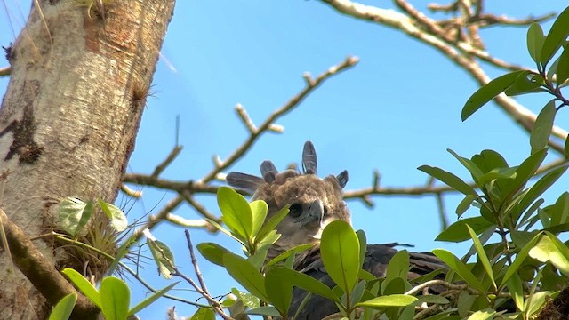 Harpy Eagle - ML627549859