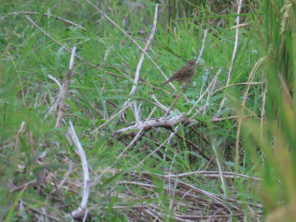 Black-faced Bunting - ML627549894