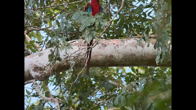 Red-and-green Macaw - ML627549911