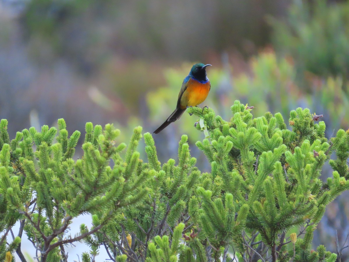 Orange-breasted Sunbird - ML627549921