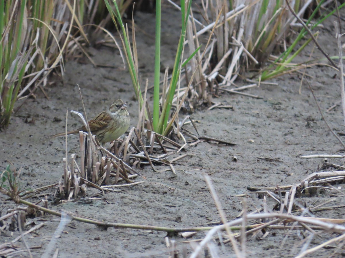 Black-faced Bunting - ML627549938