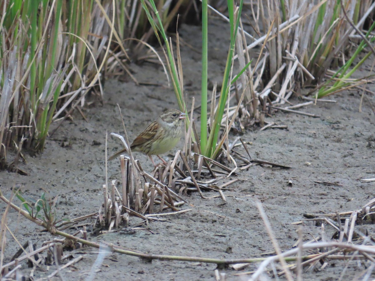 Black-faced Bunting - ML627549939