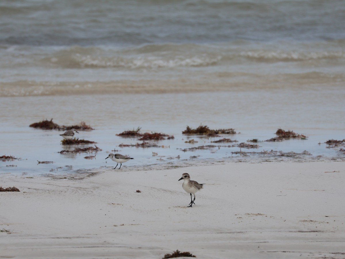 Sanderling - ML627549957