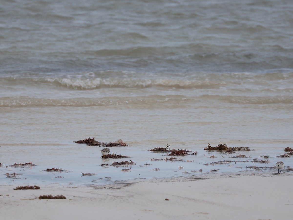 Sanderling - ML627549958