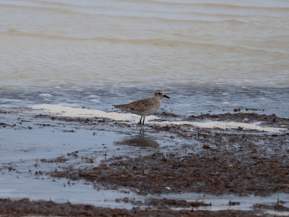 American Golden-Plover - ML627549973