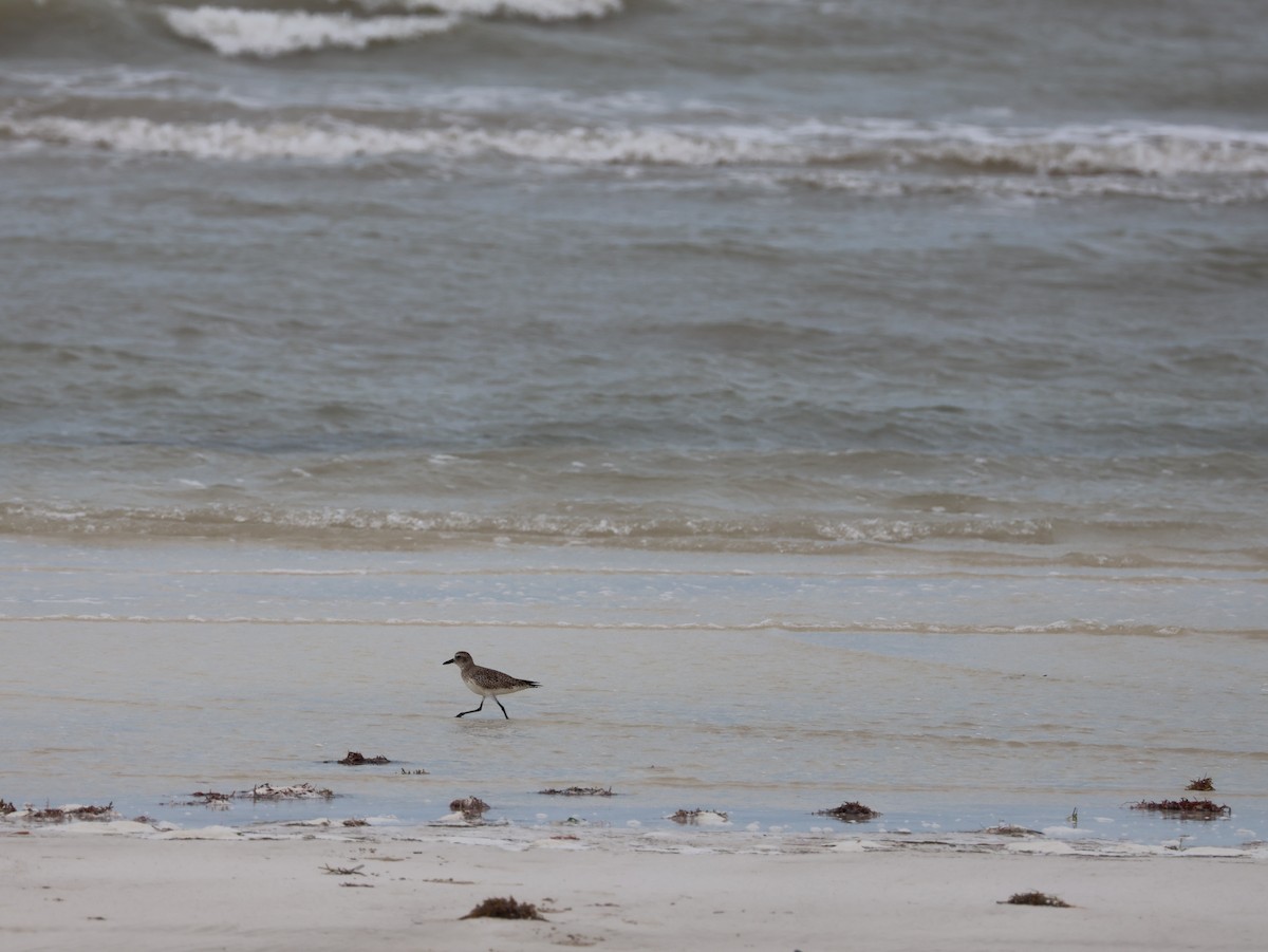 American Golden-Plover - ML627549999