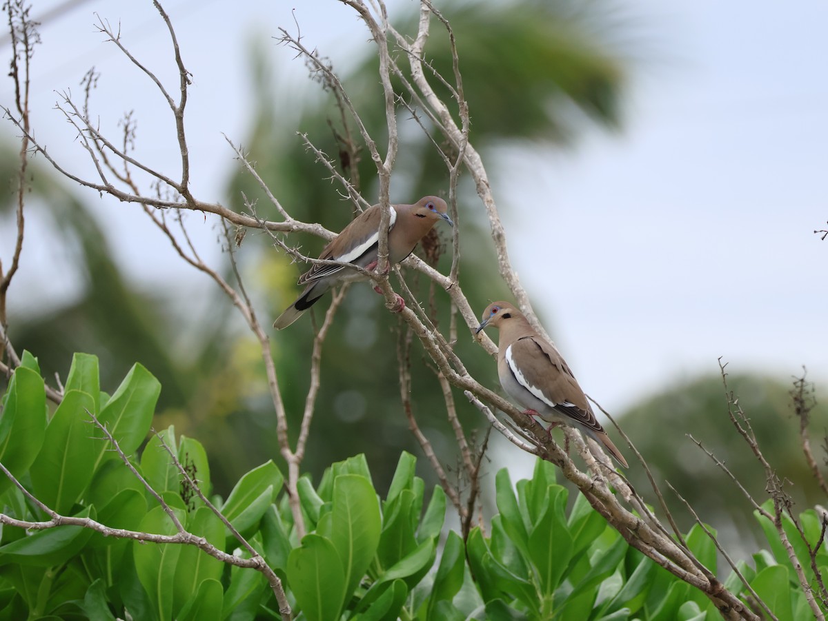 White-winged Dove - ML627550011