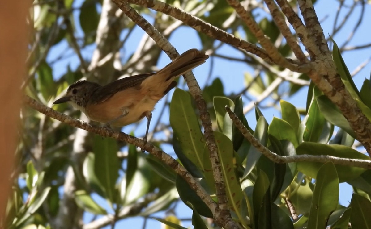 Arafura Shrikethrush - ML627550024