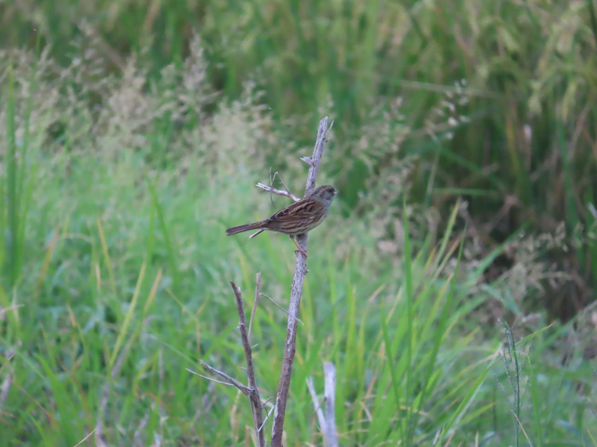 Black-faced Bunting - ML627550037